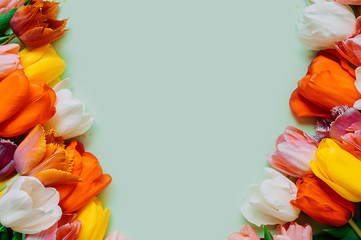 Holiday layout for greetings. frame of multi-Colored bouquets of tulips on a light green background.