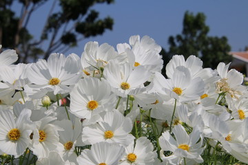 Obraz premium white flowers on green background