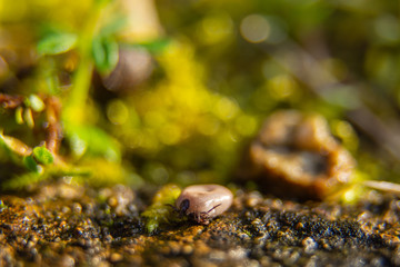 Tick in a natural environment - tick on a tick