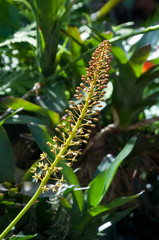 Sydney Australia, flower stem of a nepenthes or tropical pitcher plant