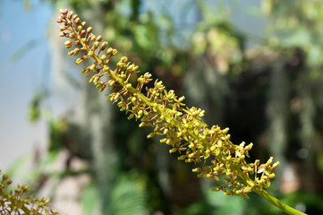 Sydney Australia, flower stem of a nepenthes or tropical pitcher plant