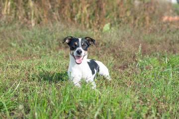 Black and white Jack Russell Terrier posing in a field