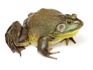 Bullfrog, Rana catesbeiana, against white background, studio shot