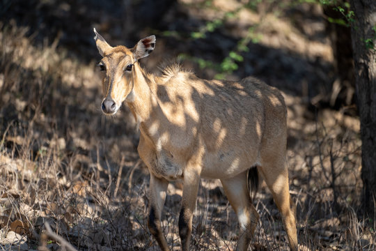 Sambar Deer head-on photograph taken in Ranthambore National Park in Rajasthan India