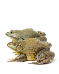 Bullfrog, Rana catesbeiana, against white background, studio shot