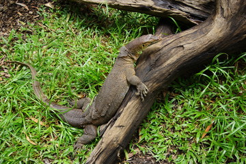 Monitor lizard