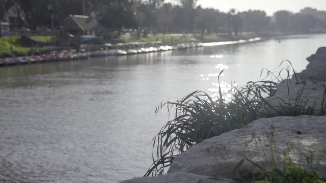 Plant by the river of Yarkon in Tel Aviv, Israel. Spring time