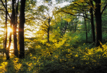 Sunlight on trees in forest, Gäddevik Naturreservat, Halland, Sweden, Europe