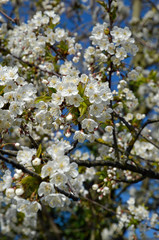 weisse kirschblüten