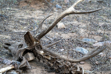 Dead carcass and remains of a deer in Ranthambore National Park India, likely was attacked and eaten by a tiger