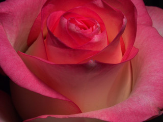 Fototapeta na wymiar Blooming pink rose petals. Blossoming rose.