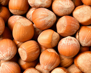 Hazelnut on white background