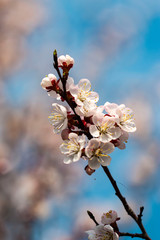 apricot flowers on a spring branch as background