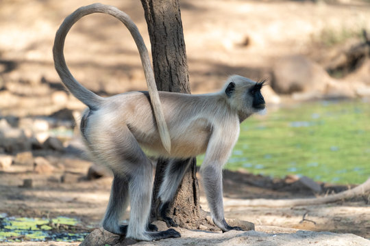Gray Langurs (also known as Hanuman langur) monkey ready for action on a morning safari at Ranthambore National Park India