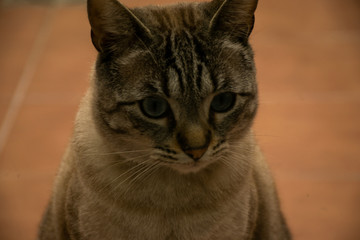 gato de ojos azules mirando fijamente