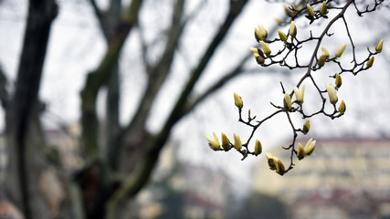 Spring rain moistens natural beauty