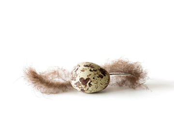 Quail egg and fluffy feathers on a white background.