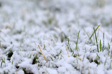 fresh spring green grass in snow