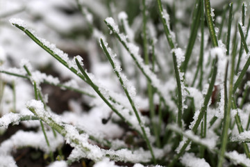 fresh spring green grass in snow