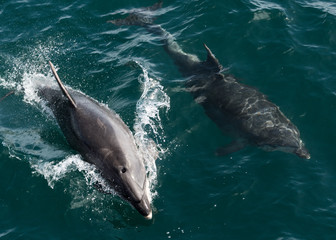 Bottlenose dolphin pair swimming in the water in New Zealand