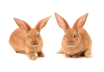 Baby of orange rabbit on white background