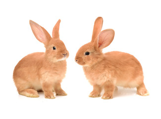 Baby of orange rabbit on white background