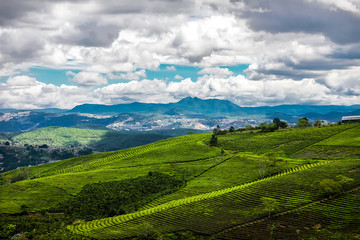Photo landscape of green tea plantation with mountain and sky with cloud background at Vietnam. Nature and spring season concept.