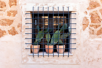 three cactuses behind bars 