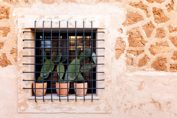 three cactuses behind bars 