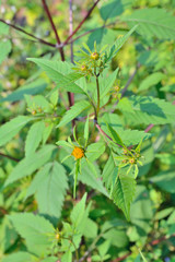 Medicinal herb bur-marigold 8