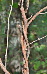 Medicinal liana (Schisandra chinensis)