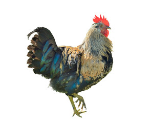Variegated cock