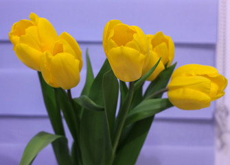 Bouquet of yellow tulips, with large buds on a blue background.