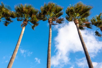 three palms in the sky of mallorca