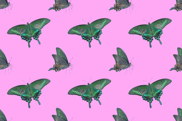 Butterfly. Seamless pattern.