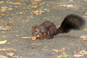 Cute squirrel is eating a nut on the ground in the park
