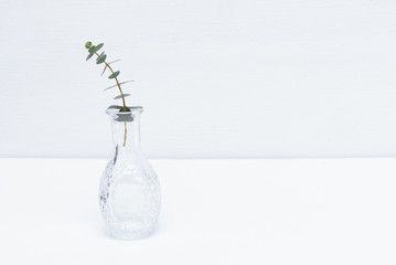 Eucalyptus tree branch with green leaves in a glass bottle over white background.