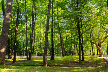 Fototapeta na wymiar Beautiful sunny view of tall green trees in the park