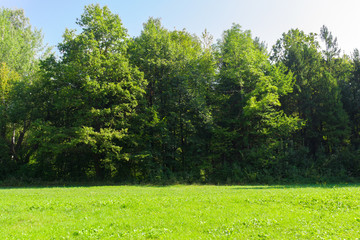 Scenic view of a beautiful meadow with green grass field in the park