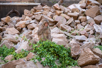 Monkeys feast on leaves at the Monkey Temple or Hanuman Ji Temple in Jaipur, Rajasthan, India