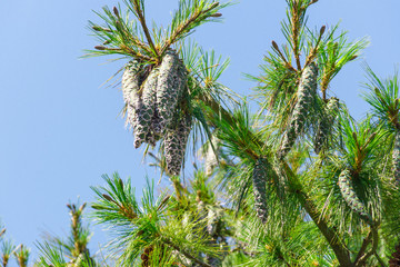 Close up of big pine cones growing on a tree branch over blue clear sky background