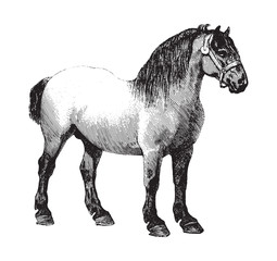 Belgian horse / vintage illustration from Brockhaus Konversations-Lexikon 1908