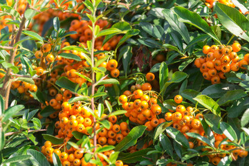 A lot of branches of ripe yellow rowanberries in the sunbeam in autumn. Bunches of fresh berries