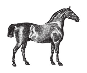 Oldenburg horse / vintage illustration from Brockhaus Konversations-Lexikon 1908