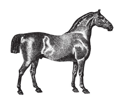 Oldenburg horse / vintage illustration from Brockhaus Konversations-Lexikon 1908