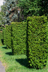 Trimmed green bushes growing in the row in the sunlight. Landscape design