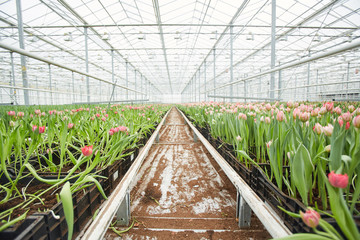 Background image of fresh tulips rows at flower plantation in industrial greenhouse, copy space