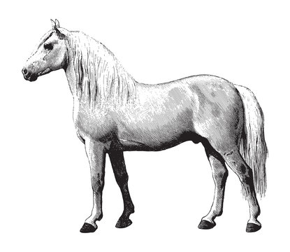 Percheron horse / vintage illustration from Brockhaus Konversations-Lexikon 1908