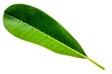 Poster Top view of green leaf (leaves of plumeria or frangipani or temple tree) isolated on white background. Spring season and rainy season concept. © Thongchai