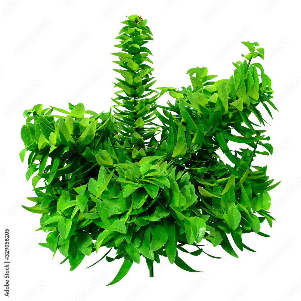 Sticker 3D Rendering Green Oregano on White